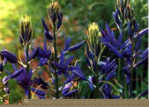 camas flower